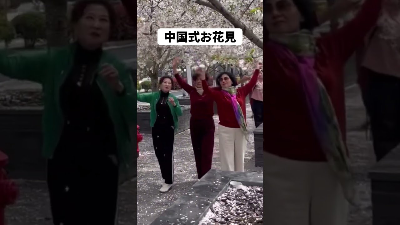 中国式お花見 #桜