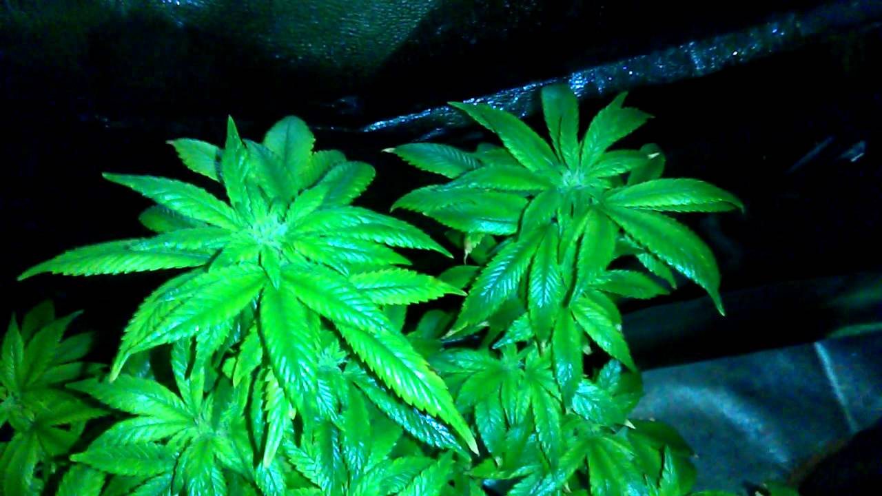 buds already stacking