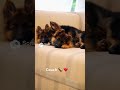 Long hair German shepherd puppies on the couch #germanshepherd #puppy #dog #fyp #shorts #trending