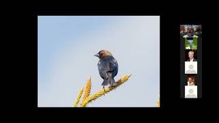 Gilford Public Library Presents: Breeding Season Backyard Birds