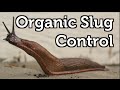 Does Organic Slug Control Really Work?