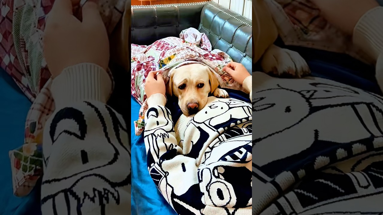 তুমি পাদ দিছ দি😁dog funny moments video #funny #shortvideo #shorts