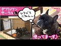 犬ケージ_ダブルワンサークルの使い方_フレブル♀ さくら_広々Lサイズ_フレンチブルドッグ_ボンビ犬_ボンビアルコン犬