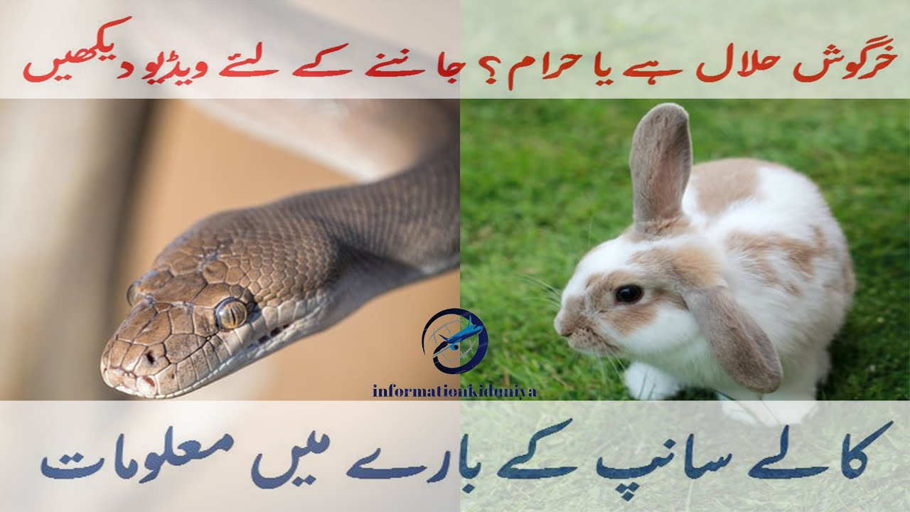 Rabbit information in Urdu ll Snake Information ll Animal Information