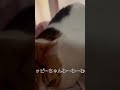 #猫 #呼んだら返事する🤣 #母ちゃんとチャッピーうなりあい🤣🤣