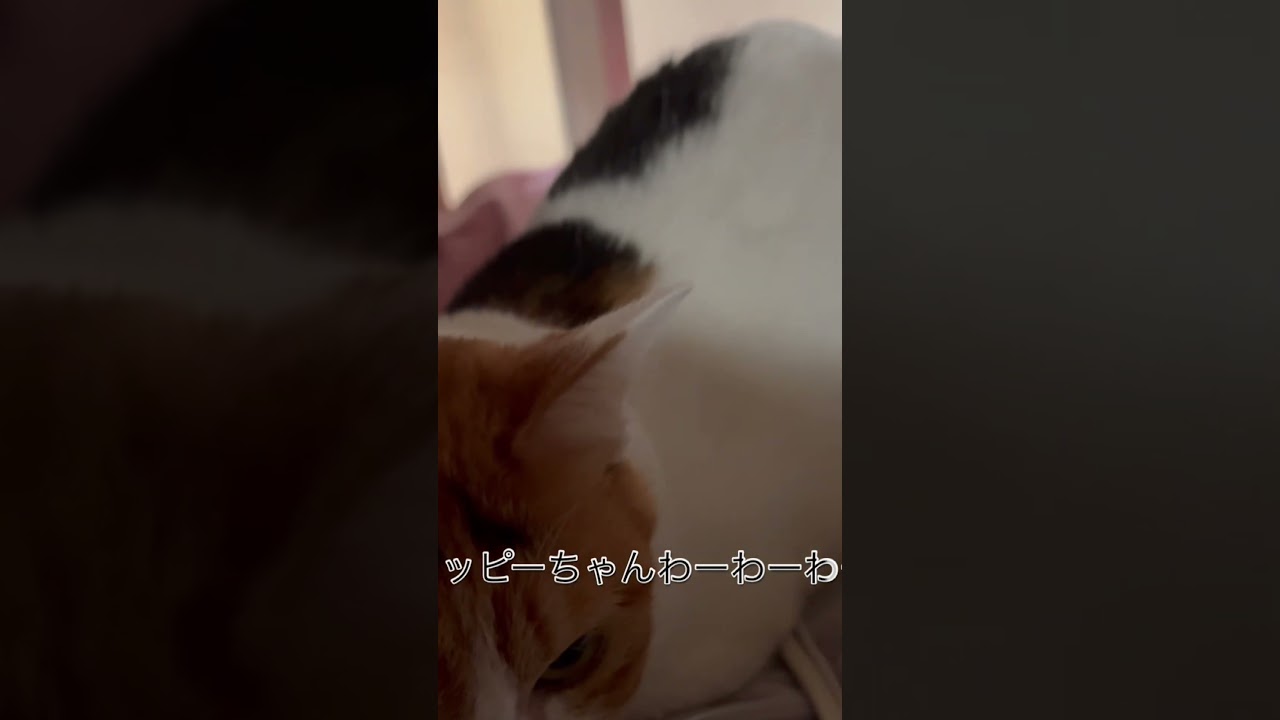 #猫 #呼んだら返事する🤣 #母ちゃんとチャッピーうなりあい🤣🤣