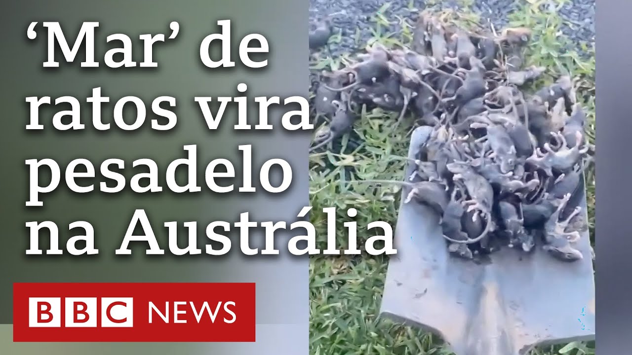 Ratos GIGANTES infestam cidade no IRÃ?