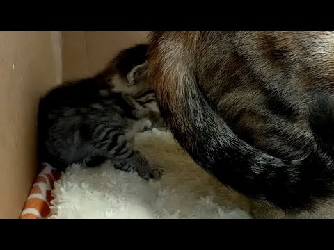 Tinypants 2019-09-22 first food! Tinypants 2019-09-22 first food!