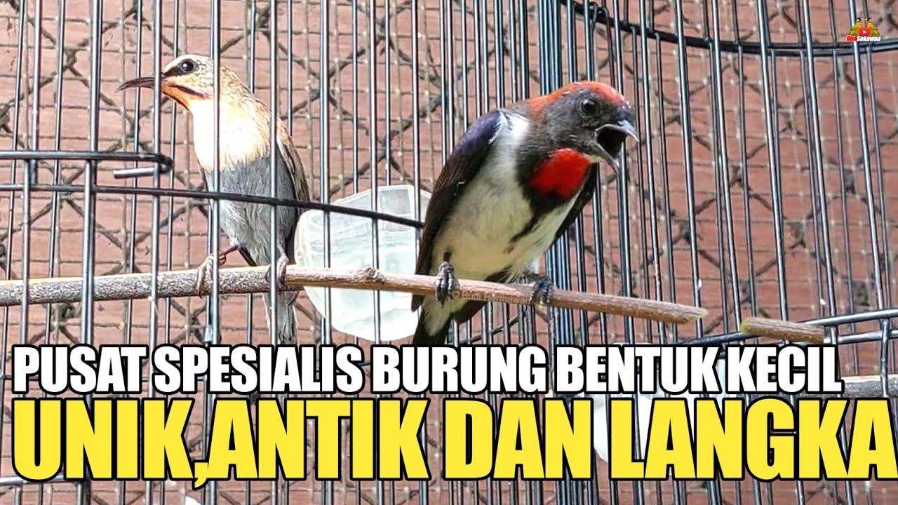 REVIEW HARGA TERKINI ANEKA JENIS BURUNG UNIK ANTIK LANGKA DI PASAR BURUNG PRAMUKA