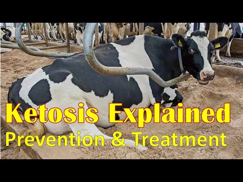 Video: Jsou zvířata v ketóze?