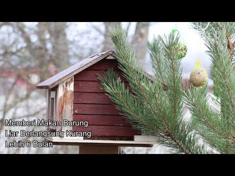 Video: Cara Memberi Makan Burung Pada Musim Sejuk