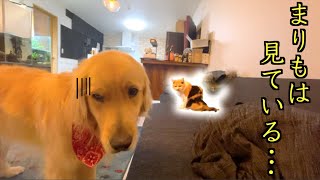 三毛猫まりもに遠慮するレトリバーのまる