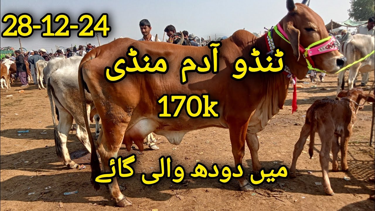 Tando Adam  Milking Cow Mandi latest update 28-12-24