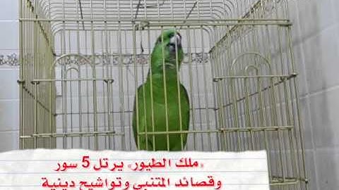 سبحان الله ببغاء يقرأ سور من القرآن الكريم 1