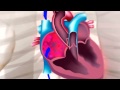 FISIOLOGIA DEL CORAZON