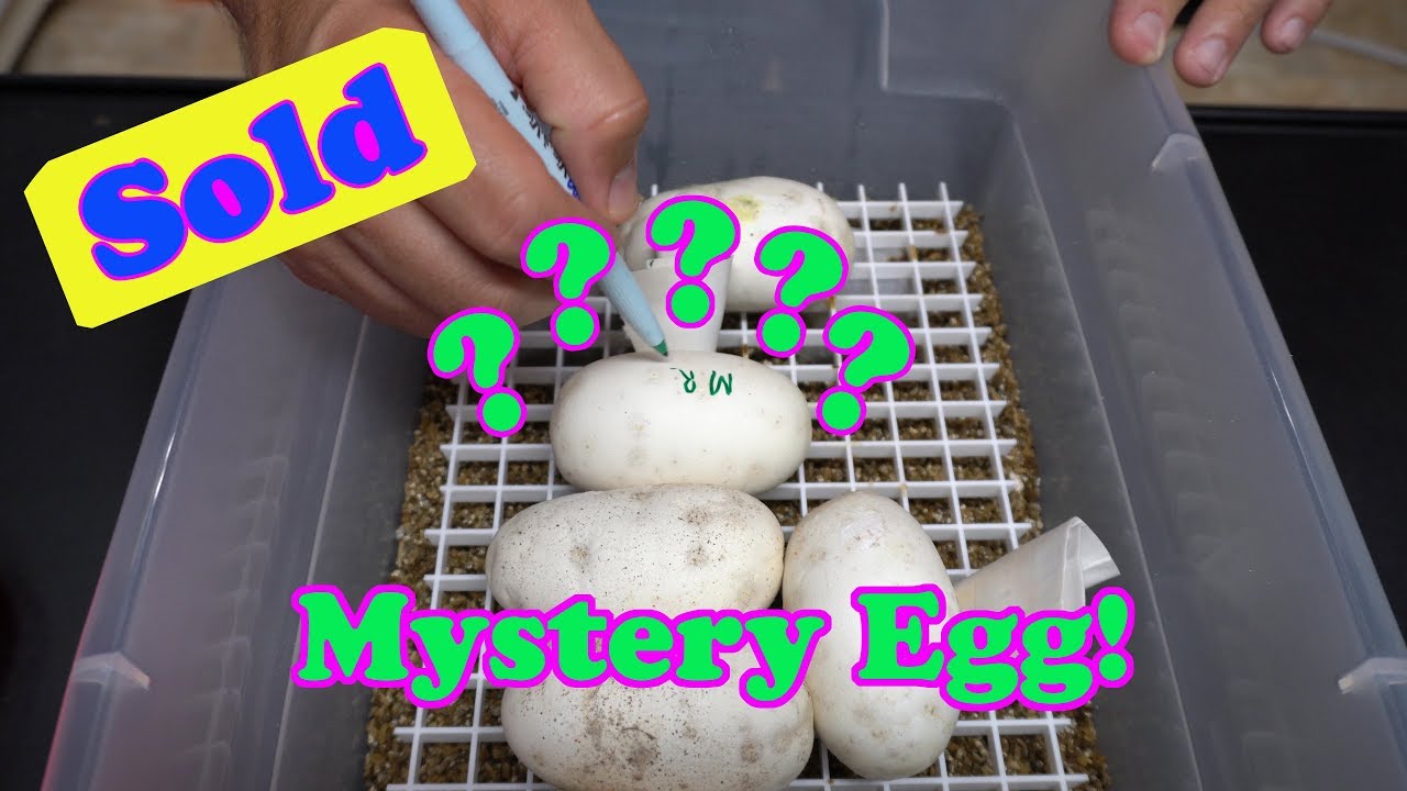 skins exclusivas fortnite Just Tips for Your Ball Python Collection and a Mystery Egg Sale?