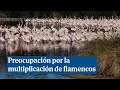 Los arroceros reclaman medidas ante la multiplicación de flamencos en la Albufera