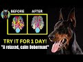 Never deal with anxiety in your doberman again nonexercise solution