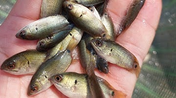 Mô hình nuôi cá rô đồng rrong ao đất tại Cẩm Giàng Hải Dương @trại-giống-hà-nam  0911.047.988