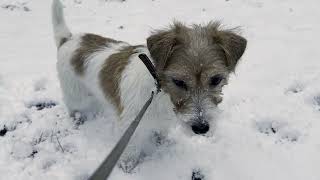 Dogs in the snowy forest!