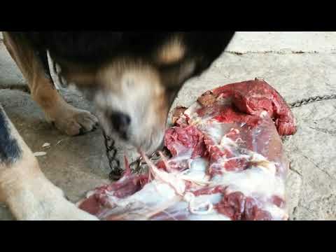 閲覧注意　鹿肉を貪り喰う　四国犬 ワタ号