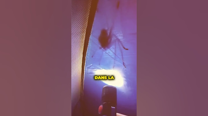 C'est la pire araignée 😨