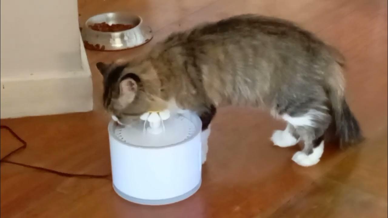 How to keep your cats hydrated YouTube
