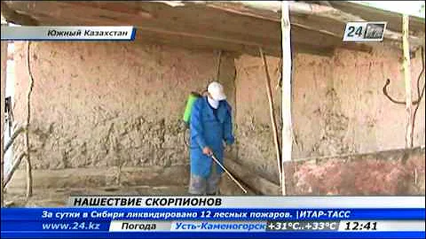 В Южном Казахстане растет число пострадавших от укусов скорпионов