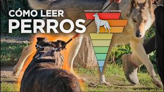 Cómo leer y predecir perros. Masterclass Educación Canina MBD