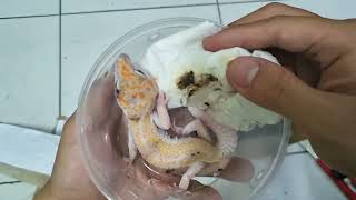 UNBOXING WY Enigma, Penjantan Cakep #leopardgecko #gecko #reptiles #reptil