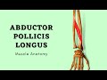 Abductor Pollicis Longus | Muscle Anatomy | Doctor Speaks