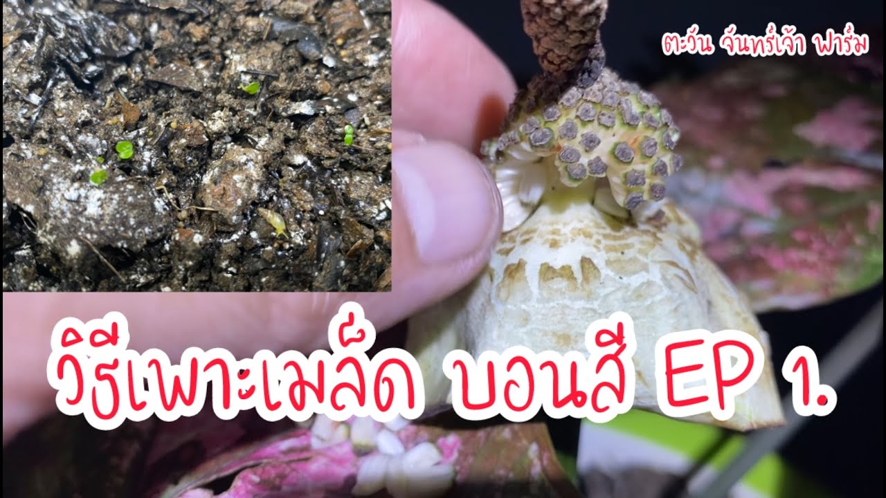 วิธีเพาะเมล็ด บอนสี EP1