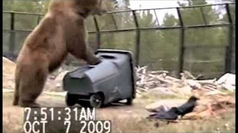 Bear Tight Waste Cart Test Video