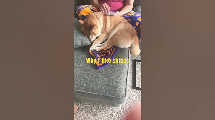 Why I Like Shiba Inus
