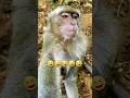 Introducing My Sweet Brother Monkey Trending Short Viral Funny Today Introducing My Sweet Brother Monkey Trending Short Viral Funny Today