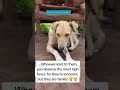 #life #lifeisbutadream #puppy #dogdiet #dogfood #ihavethisthingwithplants