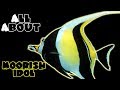 All About The Moorish Idol