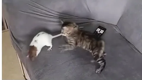 Watch the video about Funny Cat videos - clips that will make you laugh