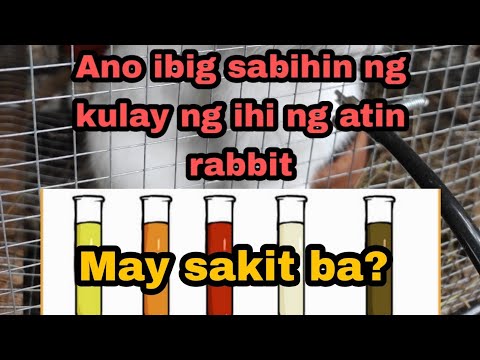 Video: Masakit At Madalas Na Pag-ihi Sa Mga Kuneho