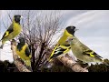 Pichones de CABECITA NEGRA cantando sin parar!!!