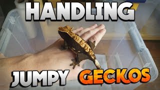 How To Handle And Tame Jumpy Geckos! Easy!