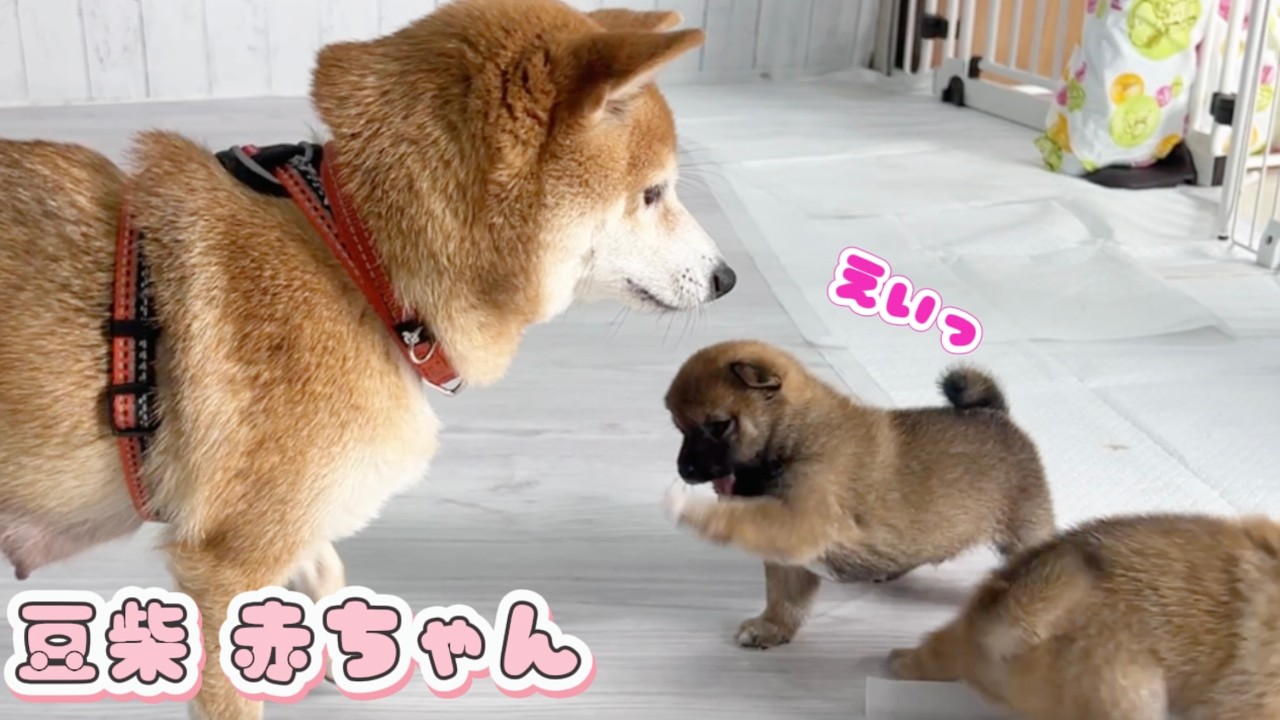 Mameshiba] The Cutest Parent-Child Moment Between a Playing Puppy