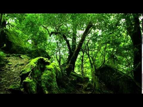 Лиановый лес в дагестане фото