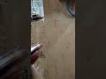 Video Image