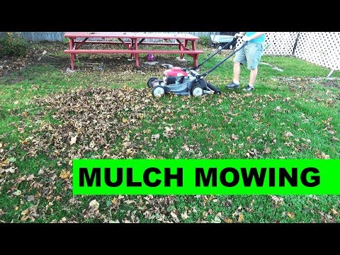 Video: Hvad er mulch af bladskimmel?