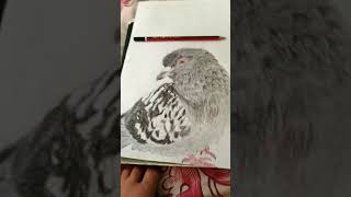 Pigeon drawing with pencil colour#birds drawing# sarad and Rishabh#painting