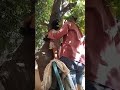 Climbing chickoo tree sapota kaya chettu home town naughty shamma naughty boy