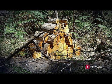 ცვლილებები ტყით სარგებლობის წესში