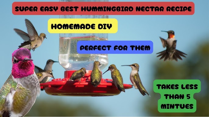 What is the Best Mixture for Hummingbird Feeders