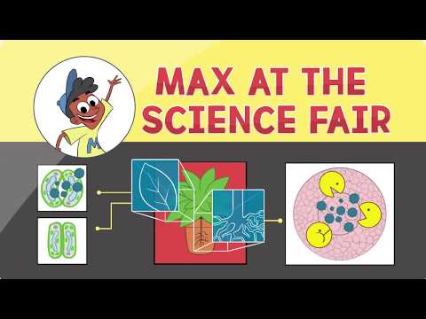 MAX AT THE SCIENCE FAIR | English Cartoon to Learn English